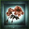 Acorn Pixie Blume