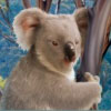 bear-tracks-koala