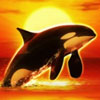 Orca Orca-Symbol